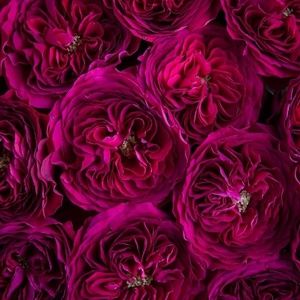 Meet your Posher, Brittney